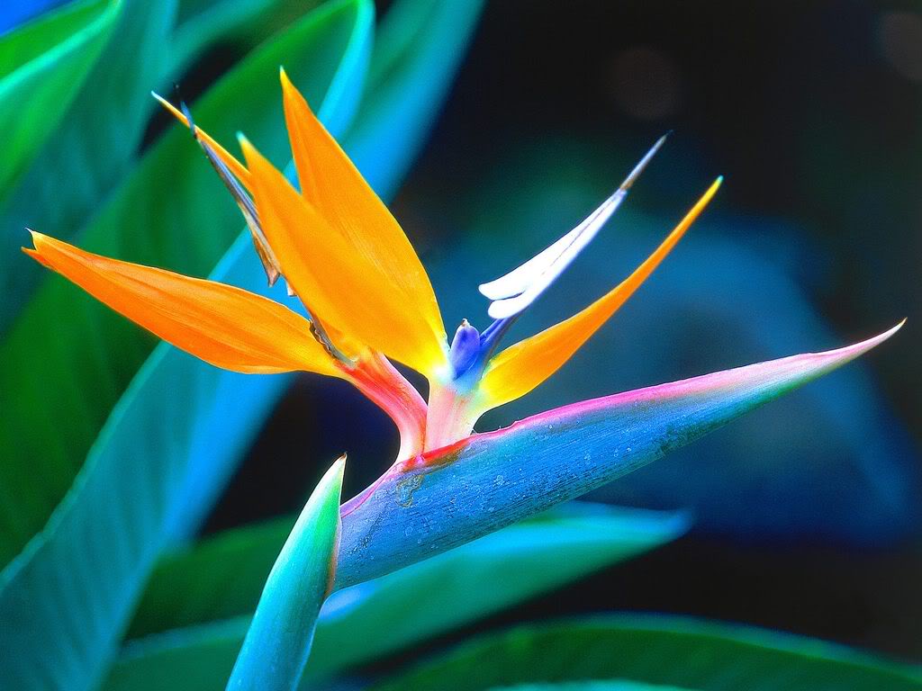 bird of paradise flower 1