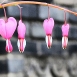 bleeding-heart-flower-7 bleeding-heart-flower-7
