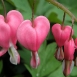bleeding-heart-flower-8 bleeding-heart-flower-8