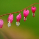 bleeding-heart-flower-9 bleeding-heart-flower-9