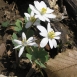 bloodroot-flower-10 bloodroot-flower-10