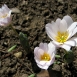 bloodroot-flower-11 bloodroot-flower-11