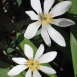 bloodroot-flower-12 bloodroot-flower-12