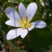 bloodroot-flower-14 bloodroot-flower-14