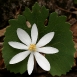 bloodroot-flower-2 bloodroot-flower-2