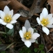 bloodroot-flower-3 bloodroot-flower-3