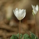 bloodroot-flower-4 bloodroot-flower-4