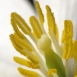bloodroot-flower-5 bloodroot-flower-5
