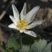bloodroot-flower-6 bloodroot-flower-6