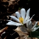 bloodroot-flower-7 bloodroot-flower-7