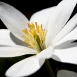 bloodroot-flower-8 bloodroot-flower-8