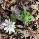 bloodroot-flower-9 bloodroot-flower-9