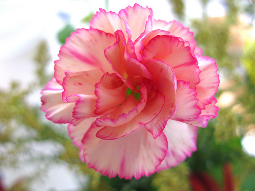 carnation-flower-7.jpg
