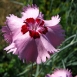carnation-flower-10 carnation-flower-10