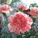 carnation-flower-11 carnation-flower-11