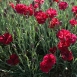 carnation-flower-12 carnation-flower-12