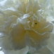 carnation-flower-13 carnation-flower-13