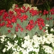 carnation-flower-14 carnation-flower-14
