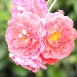carnation-flower-2 carnation-flower-2