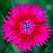carnation-flower-3 carnation-flower-3