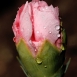 carnation-flower-4 carnation-flower-4