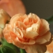carnation-flower-6 carnation-flower-6