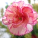carnation-flower-7 carnation-flower-7