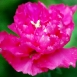 carnation-flower-9 carnation-flower-9