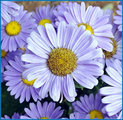Daisy Flower Pictures