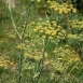 fennel-flower-1 fennel-flower-1