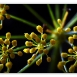 fennel-flower-10 fennel-flower-10
