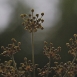 fennel-flower-12 fennel-flower-12