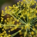 fennel-flower-13 fennel-flower-13
