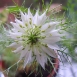 fennel-flower-14 fennel-flower-14