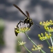 fennel-flower-2 fennel-flower-2