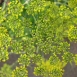fennel-flower-3 fennel-flower-3