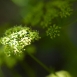 fennel-flower-4 fennel-flower-4
