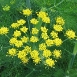 fennel-flower-5 fennel-flower-5