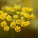 fennel-flower-6 fennel-flower-6