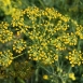 fennel-flower-7 fennel-flower-7