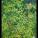 fennel-flower-8 fennel-flower-8