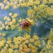 fennel-flower-9 fennel-flower-9