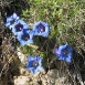 gentian-flower-1 gentian-flower-1