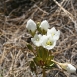gentian-flower-11 gentian-flower-11