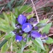 gentian-flower-12 gentian-flower-12