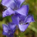 gentian-flower-13 gentian-flower-13