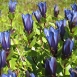 gentian-flower-14 gentian-flower-14