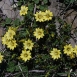gentian-flower-15 gentian-flower-15