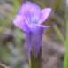gentian-flower-16 gentian-flower-16