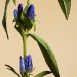 gentian-flower-2 gentian-flower-2